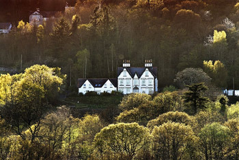 Coed Mawr Tree shot.jpg