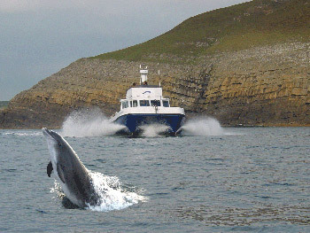 Shearwater-with-dolphin.jpg